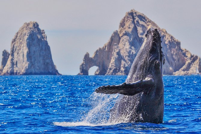Luxury Catamaran Whale Watching Cabo San Lucas - Luxury Catamaran Whale Watching: What Makes This One Feel Special