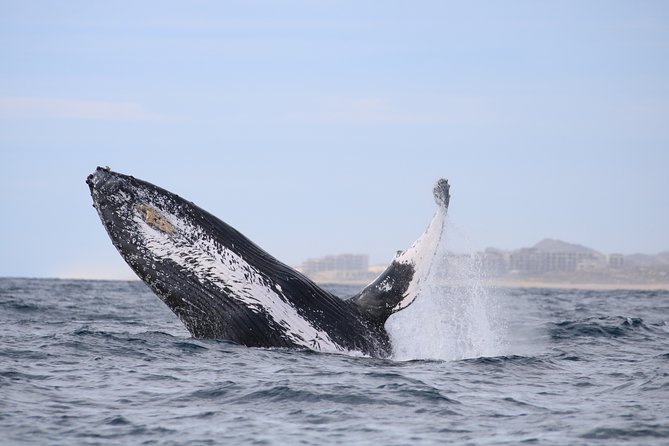 Luxury Catamaran Whale Watching Cabo San Lucas - Stop 2: The Sea of Cortez and Whale-Song Listening via Hydrophone
