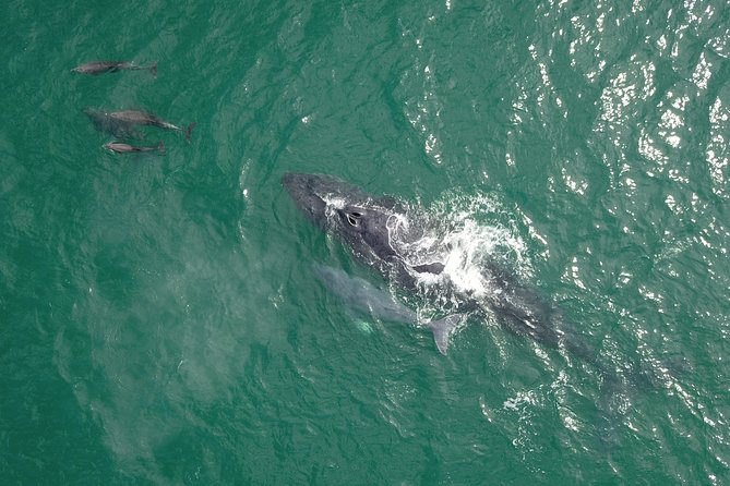 Luxury Catamaran Whale Watching Cabo San Lucas - Finding Whales Without Getting Frustrated