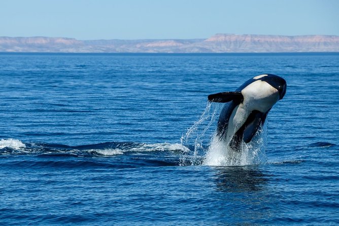 Luxury Catamaran Whale Watching Cabo San Lucas - Safety and Comfort Notes You Should Not Ignore