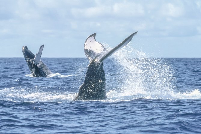 Luxury Catamaran Whale Watching Cabo San Lucas - Price and Value: How $129 Really Adds Up