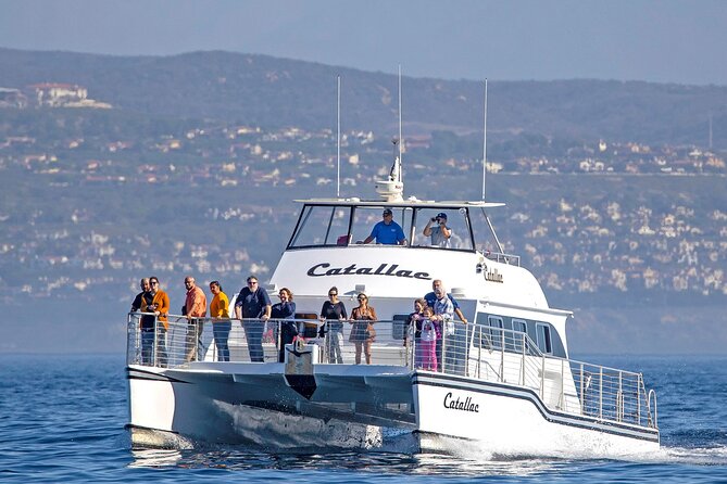 Luxury Whale Watching: Fewer People, Extra Speed, Expert Staff - Key Highlights You’ll Care About