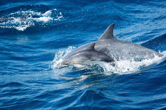 Luxury Whale Watching: Fewer People, Extra Speed, Expert Staff - Entering Davey’s Locker: Where Your Trip Really Starts