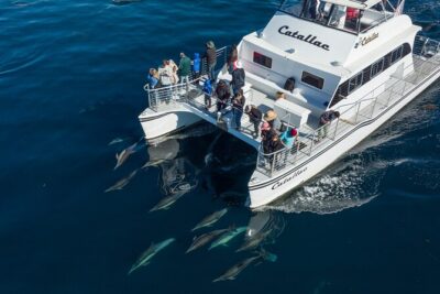 Luxury Whale Watching: Fewer People, Extra Speed, Expert Staff - The 50’ Catamaran Advantage: Fewer People, Faster Water Time