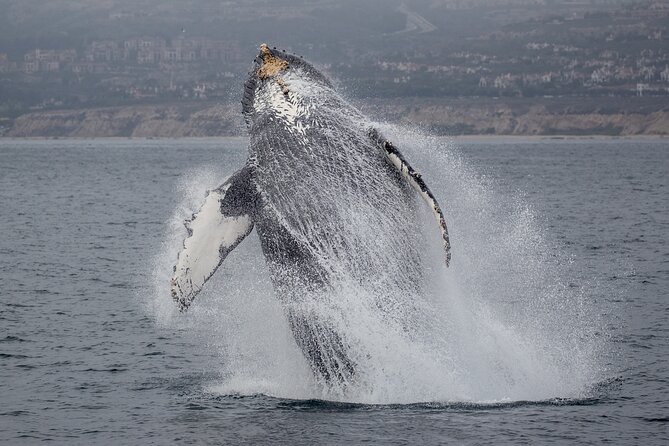Luxury Whale Watching: Fewer People, Extra Speed, Expert Staff - Balboa Fun Zone Stop: The Short Part That Helps the Long Part Happen