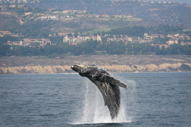 Luxury Whale Watching: Fewer People, Extra Speed, Expert Staff - Staying Comfortable: Speed, Spray, and Where to Stand