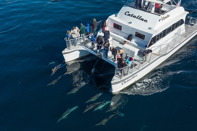 Luxury Whale Watching: Fewer People, Extra Speed, Expert Staff - The 50’ Catamaran Advantage: Fewer People, Faster Water Time