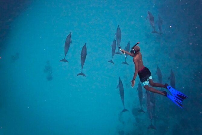 Lydia Boat Mauritius :Private boat tour:Whales&Dolphins encounter - Wildlife bonus chances: turtles, whales, and the day’s wild surprises