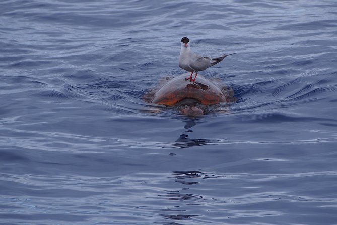 Madeira Dolphin and Whale Watching on a Ecological Catamaran - The return route: Cabo Girão, Câmara de Lobos, and Reid’s Hotel views