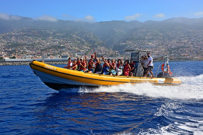 Madeira Dolphin & Whale Watching Tour - Key highlights at a glance