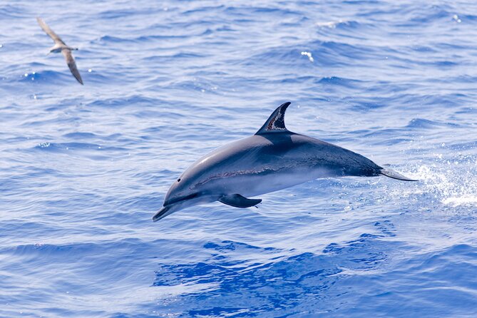 Madeira Dolphin & Whale Watching Tour - A fast RIB ride plus science from the water