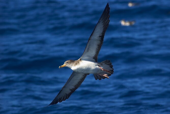 Madeira Dolphin & Whale Watching Tour - Close encounters without stressing wildlife