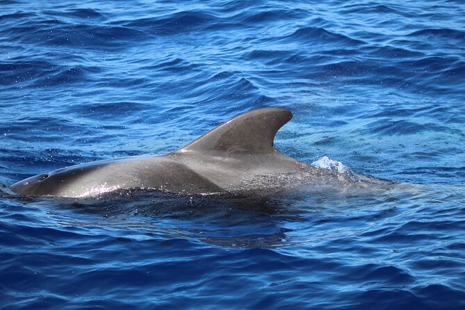 Madeira Dolphin & Whale Watching Tour - What you might see: dolphins, pilot whales, and more