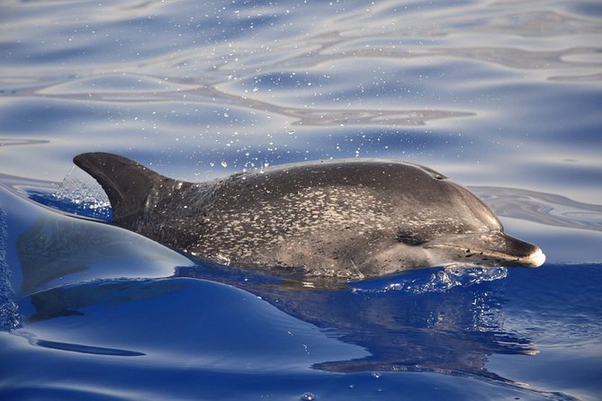 Madeira Dolphin & Whale Watching Tour - How long to plan, and what the sea feels like