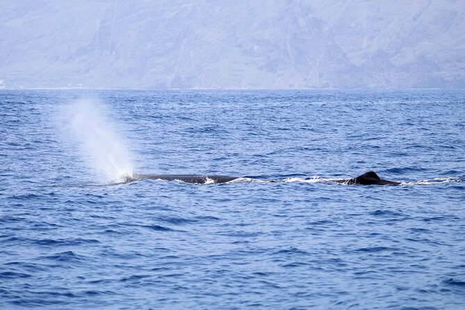 Madeira Dolphin & Whale Watching Tour - Crew style, boat comfort, and the little extras