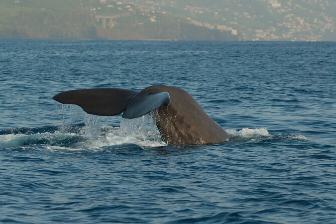 Madeira Dolphin & Whale Watching Tour - Where you board at Funchal Marina (Cais 8) and what happens first