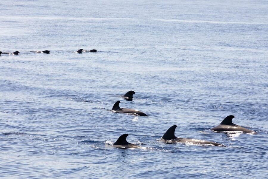 Madeira : Whales and Dolphins wooden boat excursion - FAQ