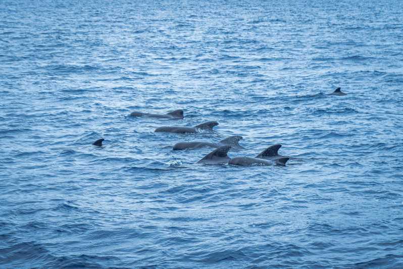 Madeira : Whales and Dolphins wooden boat excursion - From Pier 8 to Open Water: How the 3-Hour Plan Feels