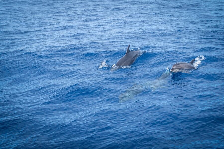 Madeira : Whales and Dolphins wooden boat excursion - Onboard Comfort: Shaded Spots, Kids’ Lounging, and Real-Life Needs