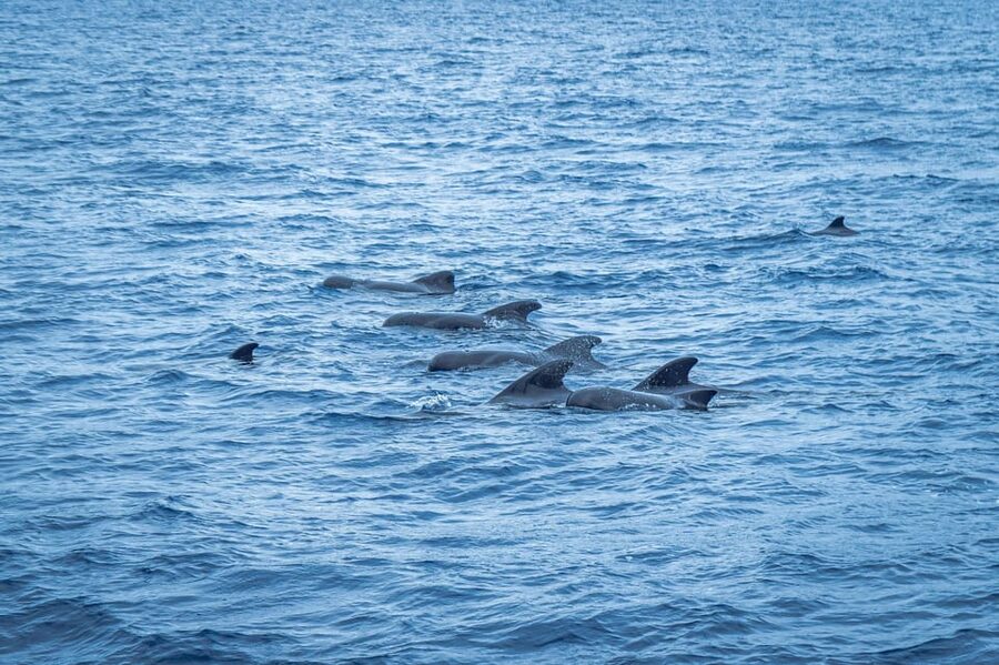 Madeira : Whales and Dolphins wooden boat excursion - Price and Value: Is $41 a Good Deal for 3 Hours at Sea?