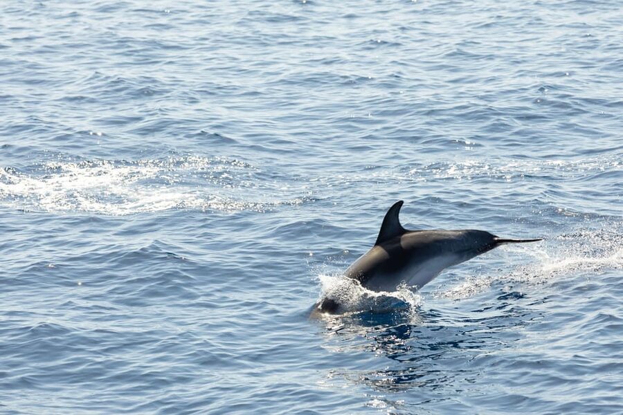 Madeira : Whales and Dolphins wooden boat excursion - Who This Tour Is Best For (and Who Might Skip It)