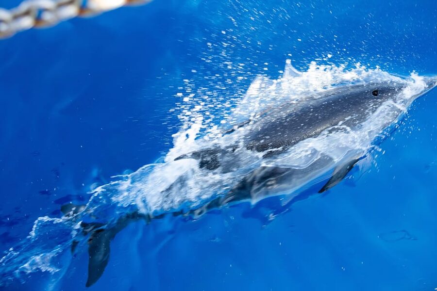 Madeira : Whales and Dolphins wooden boat excursion - Should You Book This Madeira Whale and Dolphin Excursion?