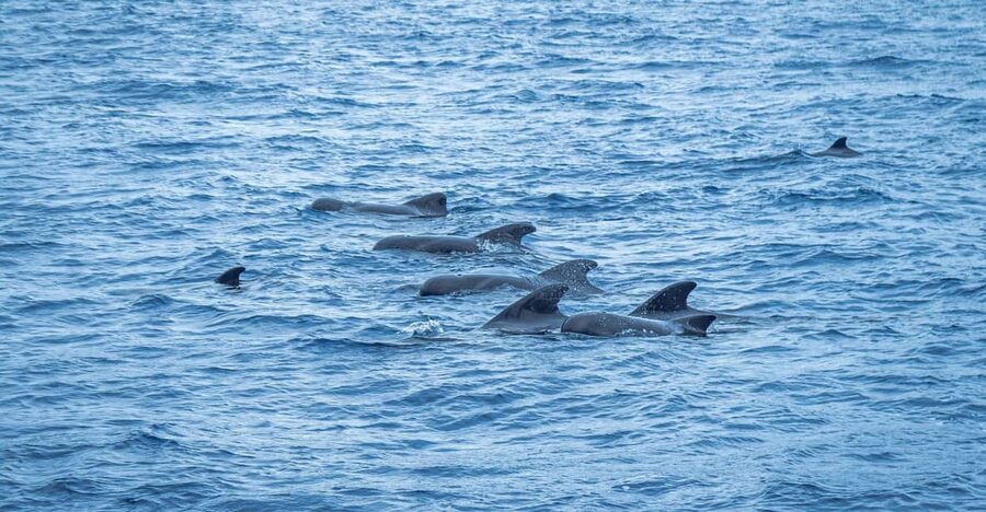 Madeira : Whales and Dolphins wooden boat excursion - Whale and Dolphin Watching from a Wooden Boat: What You Should Really Expect