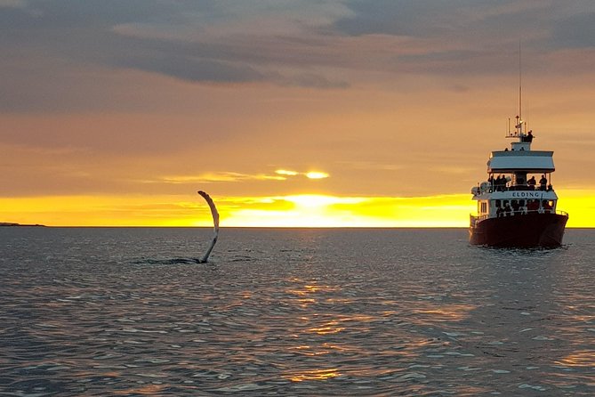 Magical Whales in the Midnight Sun | from Reykjavik - Clothing for July Nights: Coveralls, Gloves, and Warm Spots