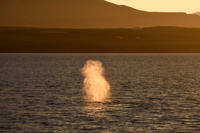 Magical Whales in the Midnight Sun | from Reykjavik - What You Can Realistically Spot (and How Often)