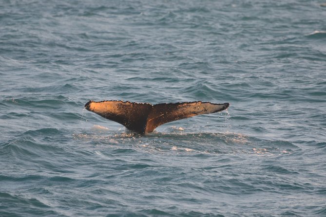 Magical Whales in the Midnight Sun | from Reykjavik - Choppy Water and Bad-Weather Reality
