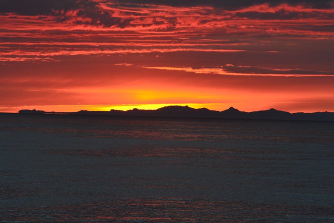 Magical Whales in the Midnight Sun | from Reykjavik - Price and Value: Is $105 a Fair Deal?