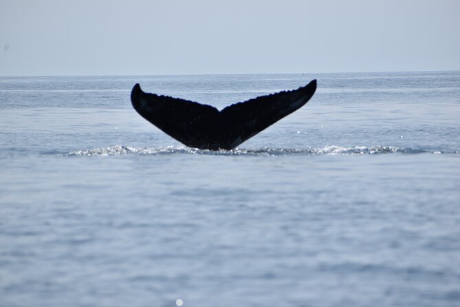 Maine Whale Watching Tour in Portland - Key things to notice before you go
