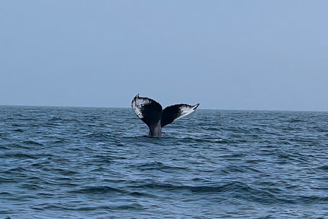 Maine Whale Watching Tour in Portland - Portland whale watching from Marina Wy: how the day flows