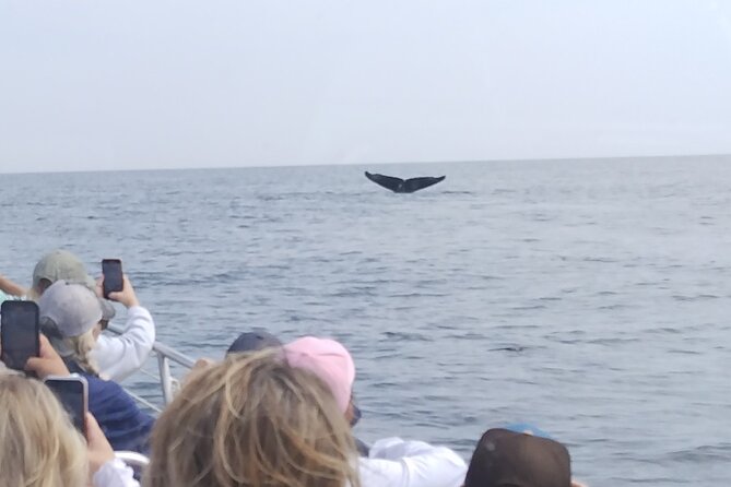 Maine Whale Watching Tour in Portland - The 2-hour whale watch: what I’d actually hope to spot