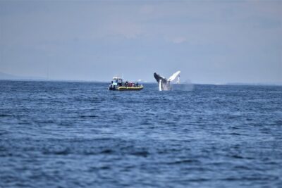 Maine Whale Watching Tour in Portland - Stop 2: Halfway Rock Lighthouse and the Casco Bay story in stone