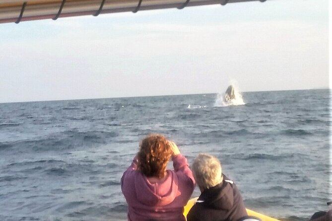 Maine Whale Watching Tour in Portland - RIB speed and saddle seating: comfort and motion sickness reality check