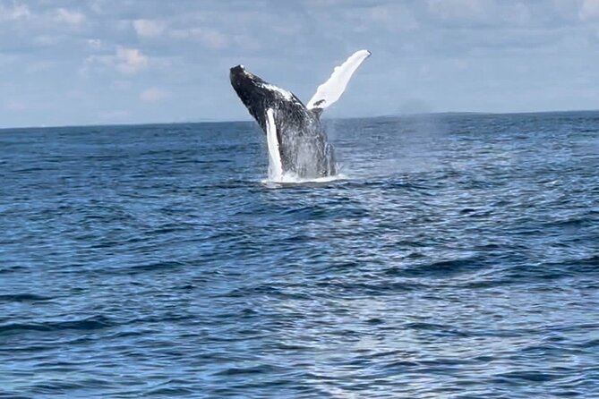 Maine Whale Watching Tour in Portland - What to pack for Maine wind, spray, and fast water