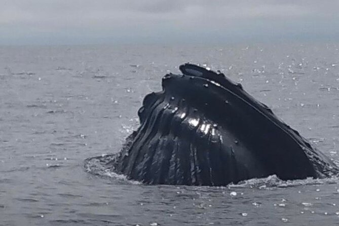 Maine Whale Watching Tour in Portland - Value check: is this Portland whale watch worth your time?