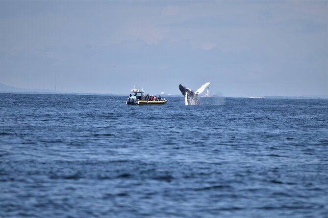 Maine Whale Watching Tour in Portland - Stop 2: Halfway Rock Lighthouse and the Casco Bay story in stone