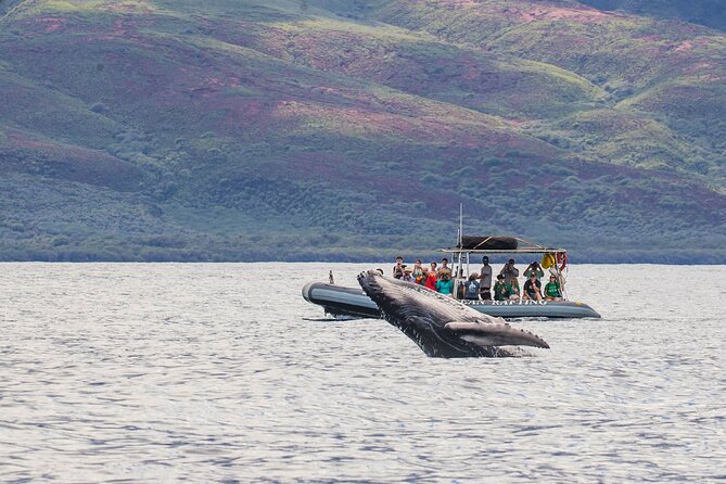 Maui Eco-Raft Tour: Eye-Level Whale or Dolphin Watching - Lahaina - Front Street boarding: where the tour starts and why it matters