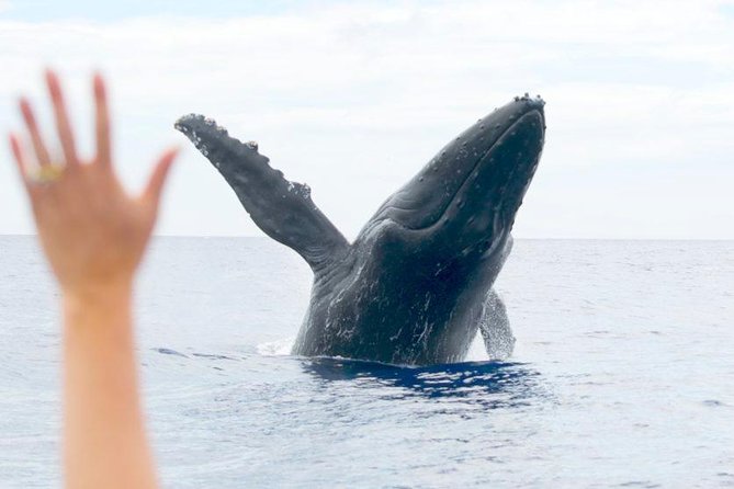 Maui Eco-Raft Tour: Eye-Level Whale or Dolphin Watching - Lahaina - What to bring: sun protection, slip-on shoes, and planning for spray