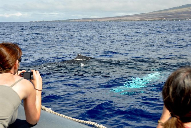 Maui Eco-Raft Tour: Eye-Level Whale or Dolphin Watching - Lahaina - Price and value: is $85.16 worth it for Maui wildlife time?