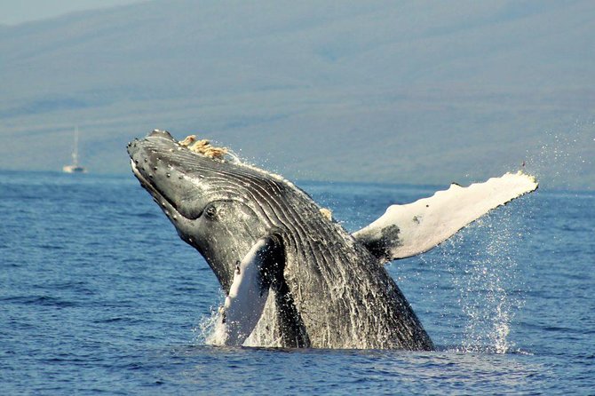Maui Eco-Raft Tour: Eye-Level Whale or Dolphin Watching - Lahaina - Should you book the Maui Eco-Raft Whale or Dolphin Tour?