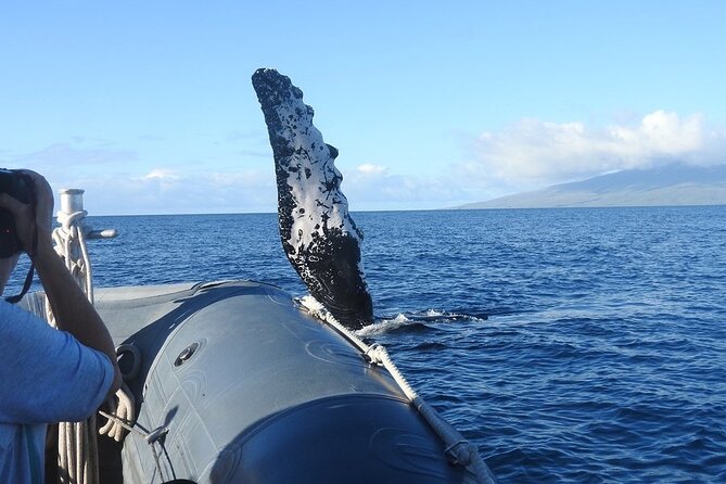 Maui Eco-Raft Tour: Eye-Level Whale or Dolphin Watching - Lahaina - FAQ
