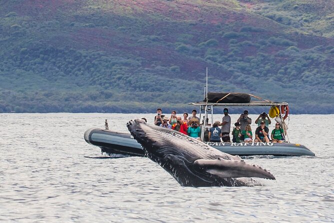Maui Eco-Raft Tour: Eye-Level Whale or Dolphin Watching - Lahaina - Summer dolphin watching plus coastal sightseeing (with included snacks)