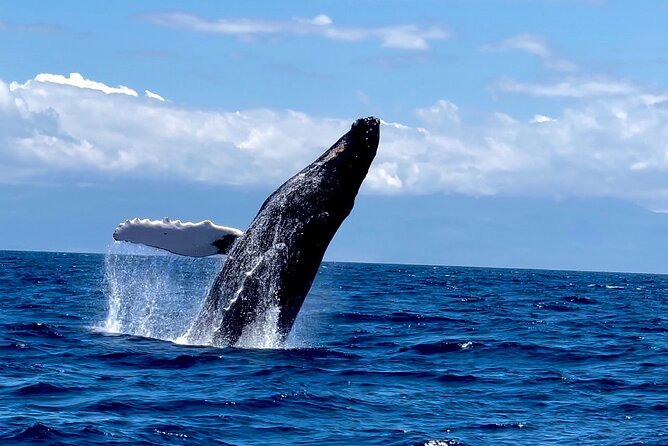 Maui Mid Day Magic Whale Watch - The Mid-Day Timing + Photo Setup That Makes It Worth It