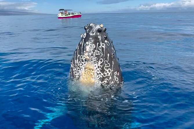 Maui Mid Day Magic Whale Watch - Mid-Day Magic: Why 11:10 am Works for Whales and Photos