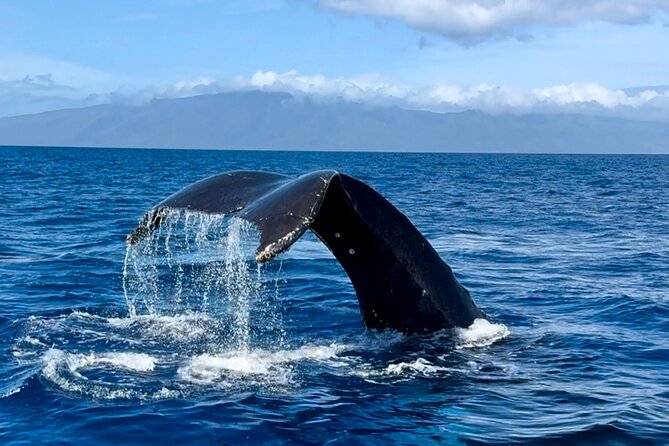 Maui Mid Day Magic Whale Watch - Guaranteed Sightings: How the Crew Keeps the Search Focused
