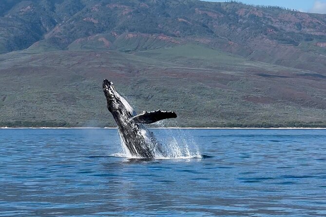 Maui Mid Day Magic Whale Watch - Photo Time with GoPro Extendable Sticks (How to Get Better Shots)