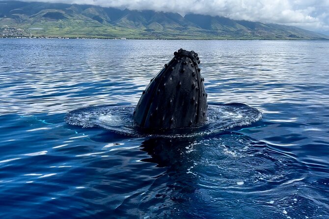 Maui Mid Day Magic Whale Watch - Boat Comfort and Viewing: Why the Small Group + Sporty Ride Works